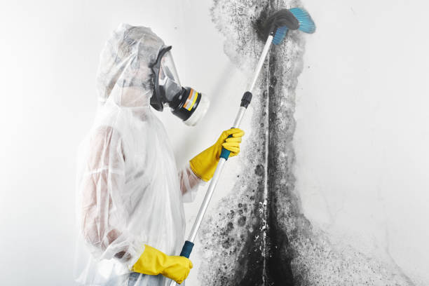 Best Attic Mold Removal  in Medford, MN