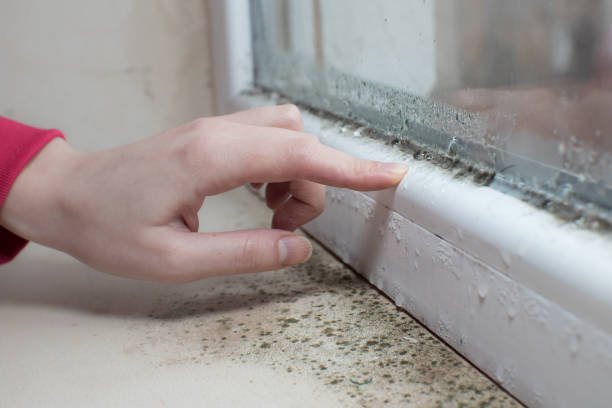 Best Mold-Related Health Consultation  in Medford, MN